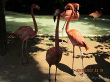 Сказка на другом конце света... Канкун. Мексика. 