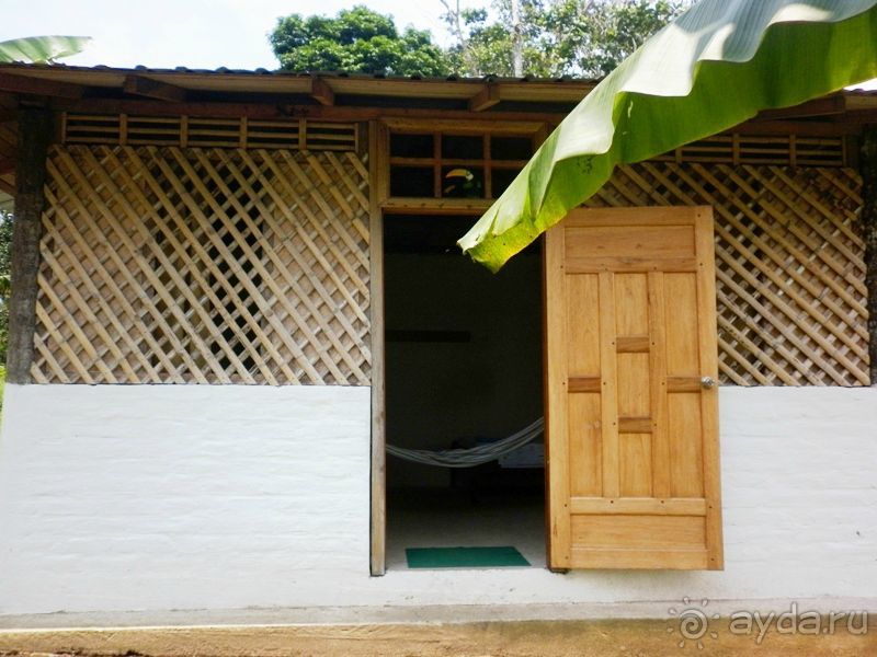 Джунгли на любой вкус - Мисауайи