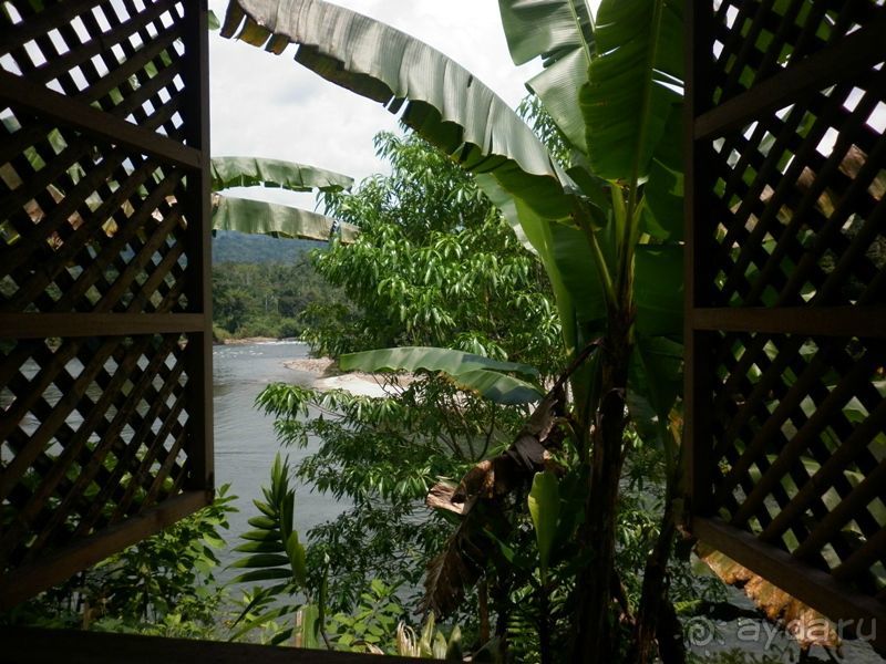 Джунгли на любой вкус - Мисауайи