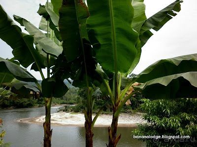 Джунгли на любой вкус - Мисауайи