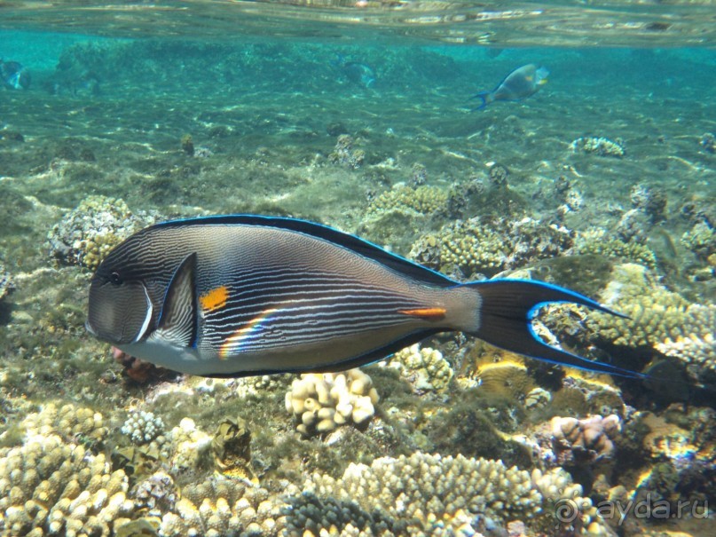 Прилично, но это не 5 *!!!