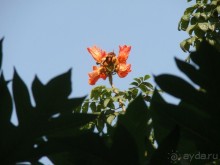 Majorda Beach Resort 5*