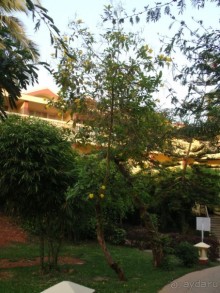 Majorda Beach Resort 5*