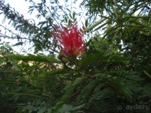 Majorda Beach Resort 5*