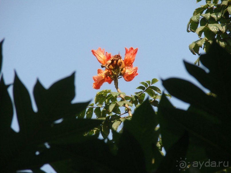 Majorda Beach Resort 5*