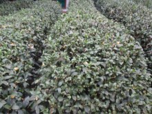 Гранд-тур «Ворота Китайской империи»