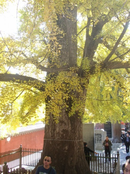 Гранд-тур «Ворота Китайской империи»