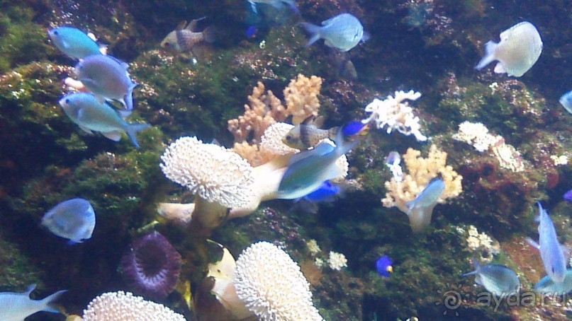 Сочи-Роза Хутор. отель 5* Radisson Роза Хутор