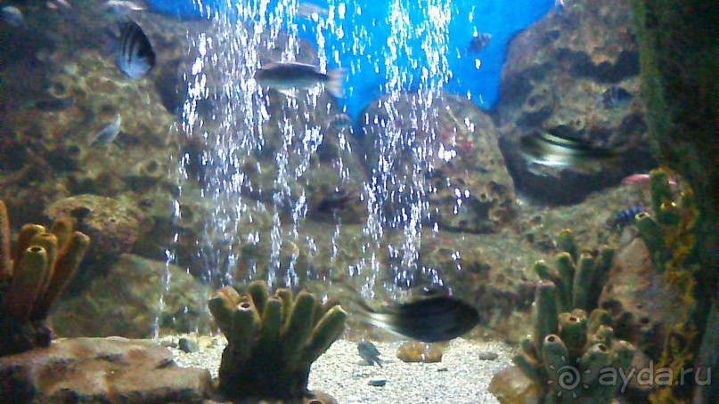 Сочи-Роза Хутор. отель 5* Radisson Роза Хутор