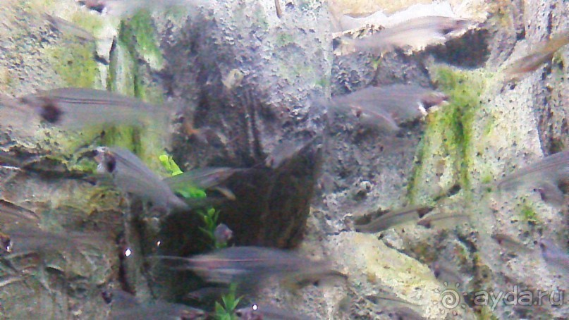 Сочи-Роза Хутор. отель 5* Radisson Роза Хутор