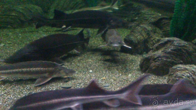 Сочи-Роза Хутор. отель 5* Radisson Роза Хутор