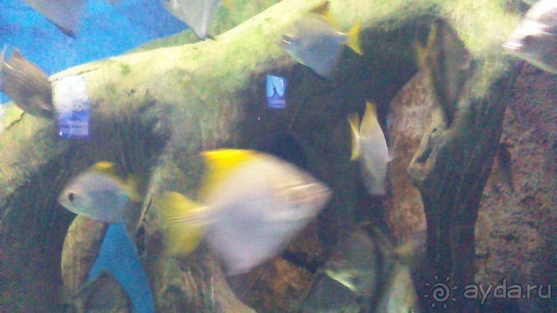 Сочи-Роза Хутор. отель 5* Radisson Роза Хутор