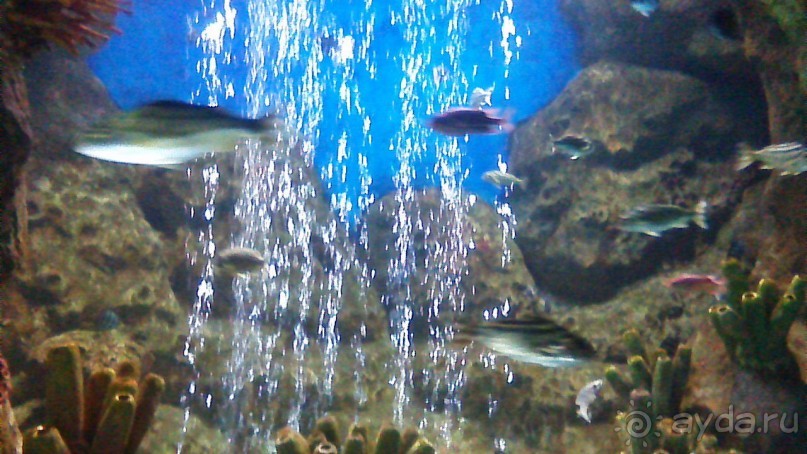 Сочи-Роза Хутор. отель 5* Radisson Роза Хутор