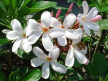 фото Leelawadee Lagoon Resort