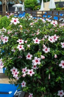 Тенерифе. Отель IBEROSTAR Torviscas Playa. Тенерифе. Отель IBEROSTAR Torviscas Playa.