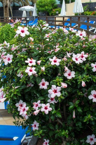 Тенерифе. Отель IBEROSTAR Torviscas Playa.