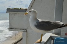 Подарок от ayda.ru или бесплатно за отзывы в Болгарию!