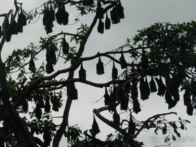 Коллония летучих собак