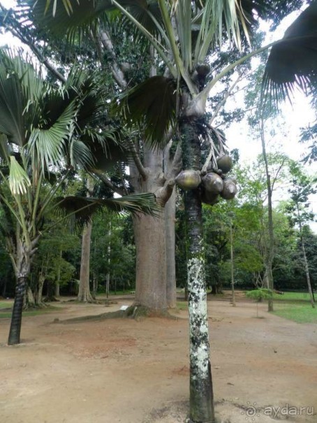 Шри-Ланка - Экскурия в Канди