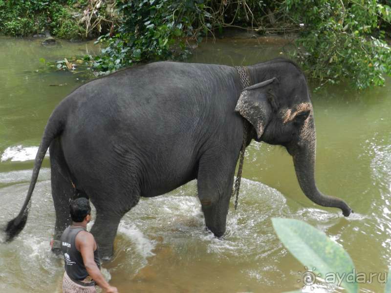Купание слона)