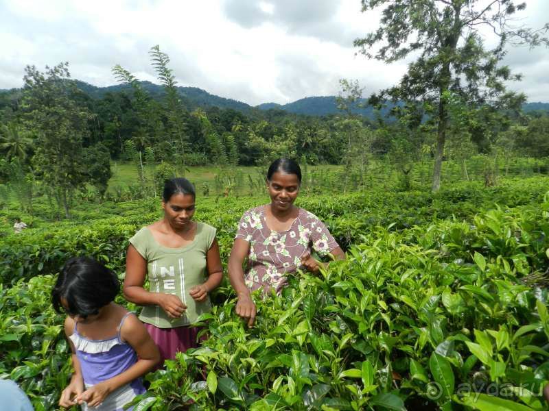 типа...  сбор  чая