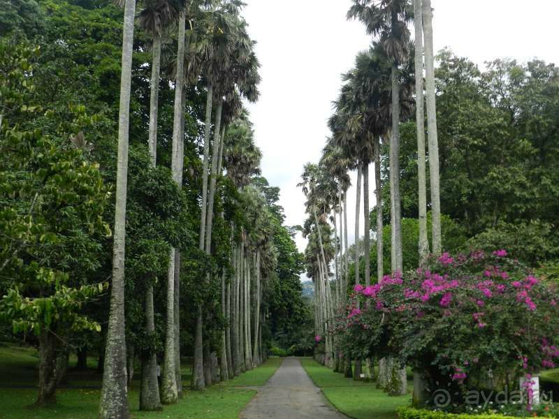 Пальмовая аллея