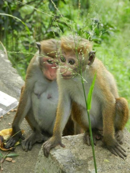 Обезьянки