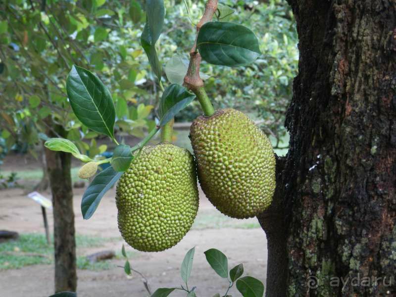 Хлебное дерево