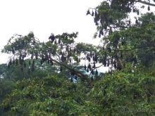 Коллония летучих собак