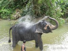 Купание слона))