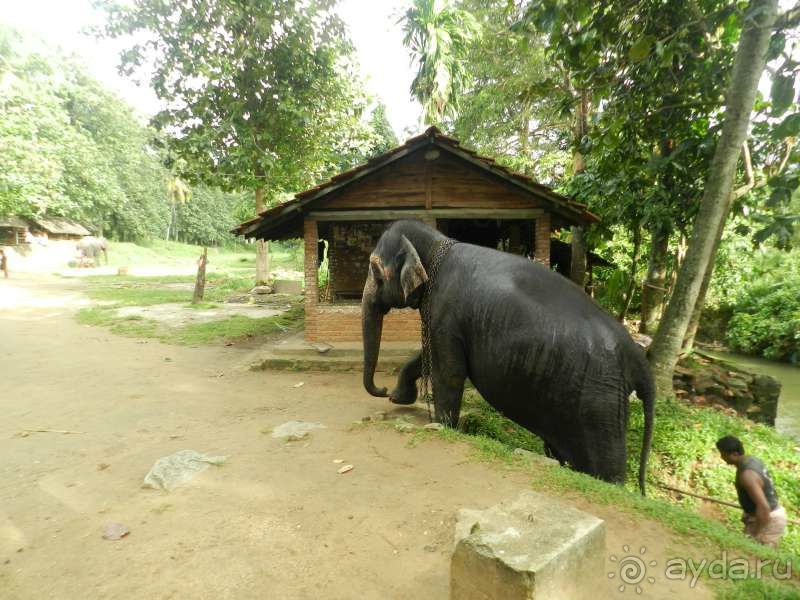 Купание слона)