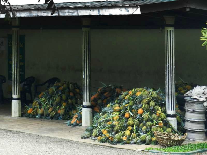 Кучи собранных ананасов