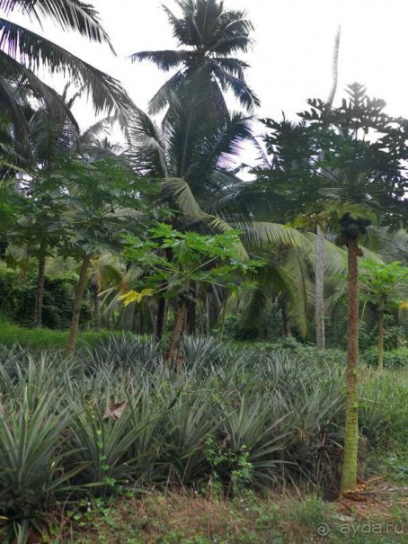 Плантация ананасов