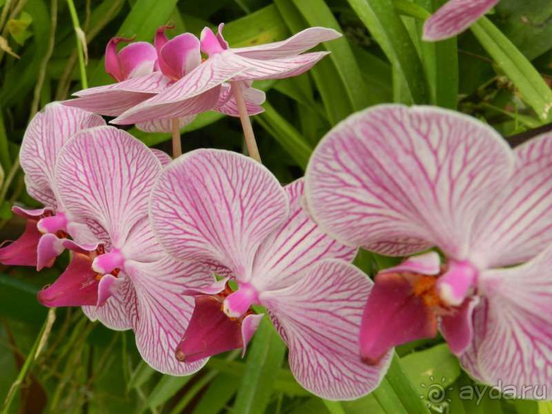 Орхидеи