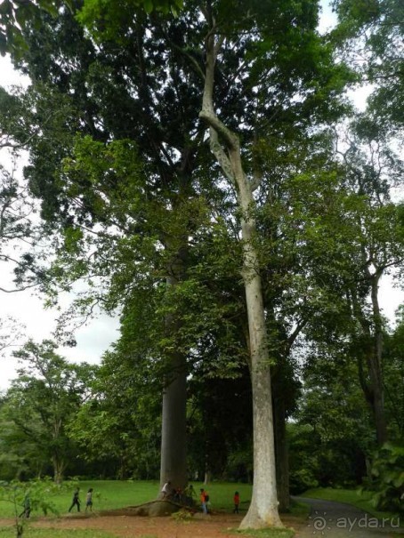 Шри-Ланка - Экскурия в Канди