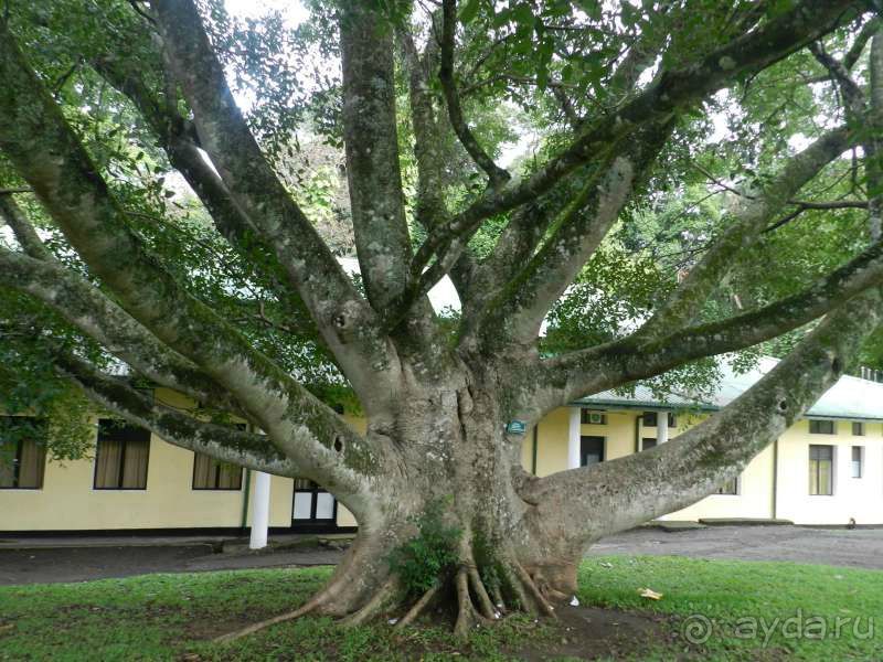 Слоновое дерево