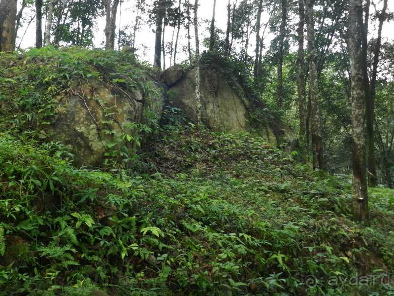 Каучуковая плантация