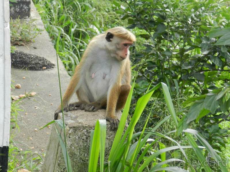 Обезьянки