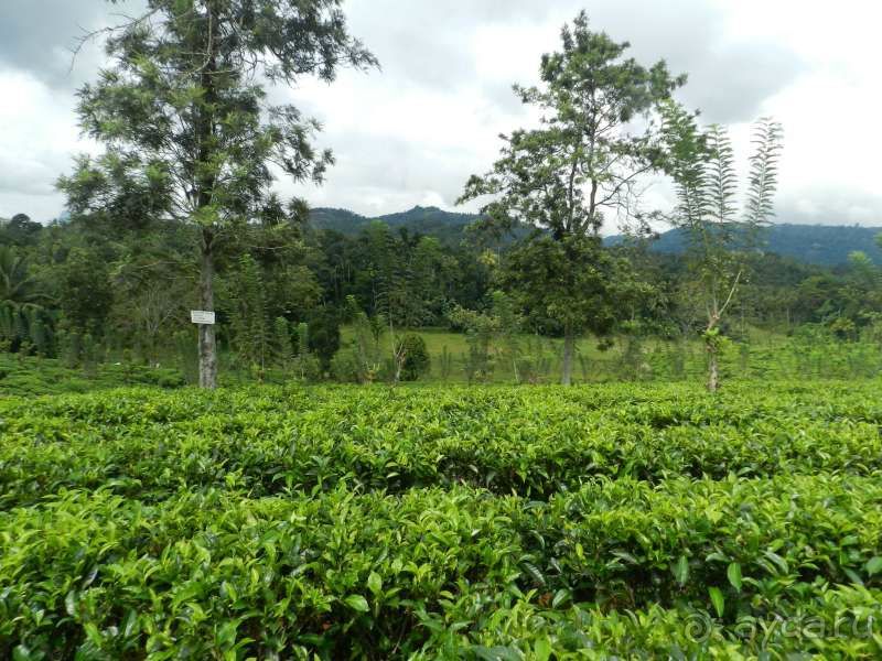 чайная плантация