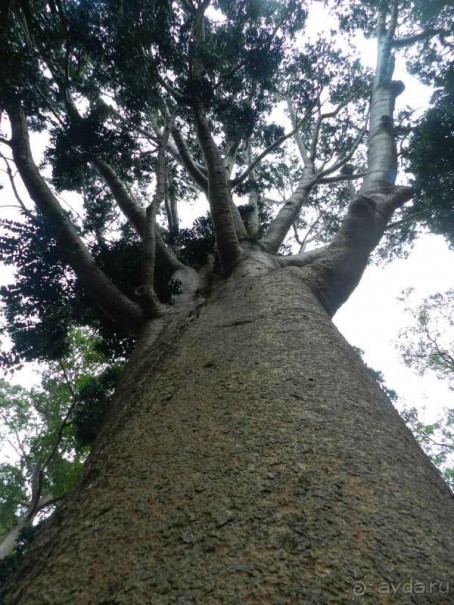Шри-Ланка - Экскурия в Канди