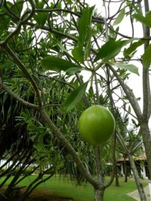 Club Hotel Dolphin 4* тур на Рождество и Новый год