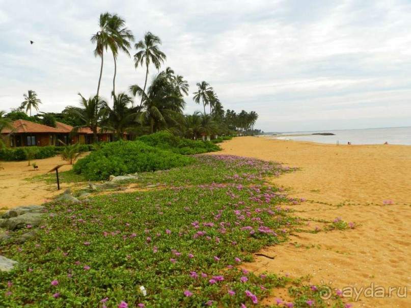 пляж с цветами