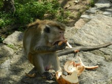 Шри-Ланка - Экскурия Сигирия и Дамбулла