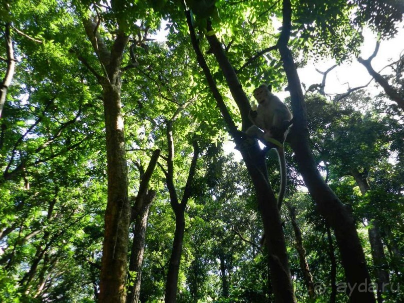 обезьяна