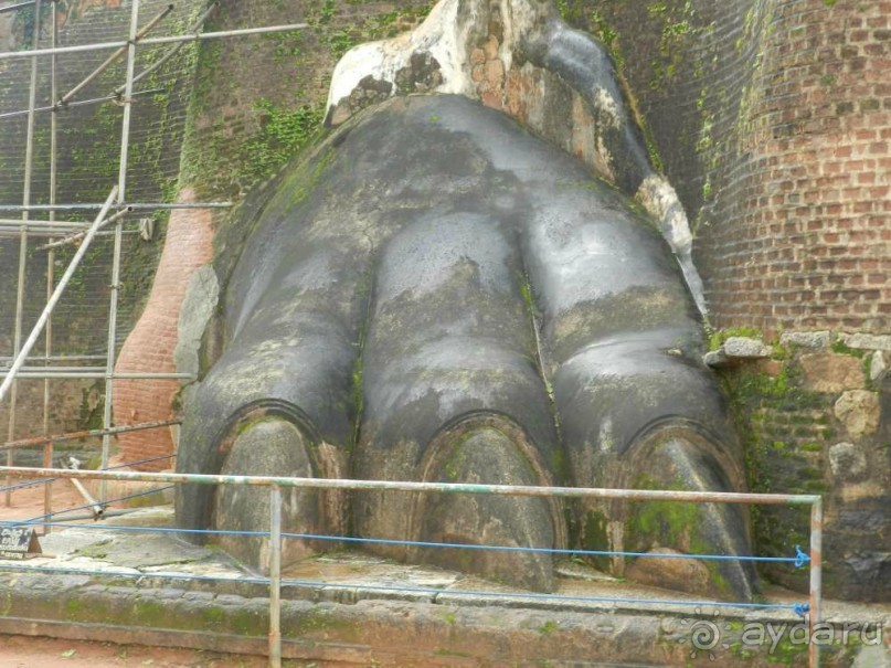 лапа крупнее