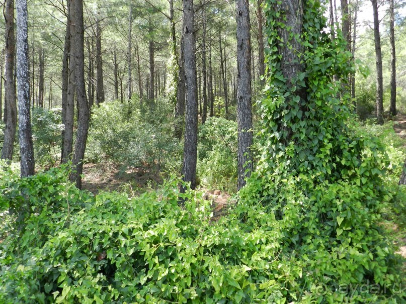 Мармарис Парк 4* - Зеленый отель в замечательном месте.