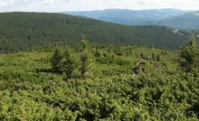 Преодолеваем зону кустарников… (Говерла)