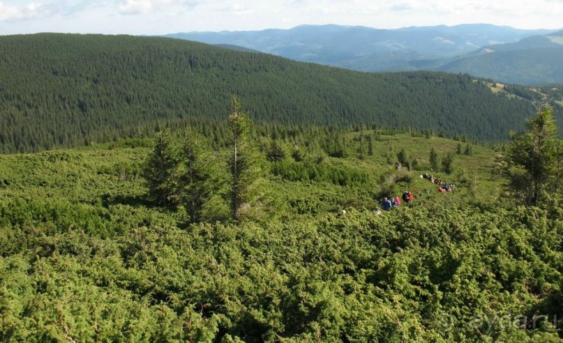 Преодолеваем зону кустарников… (Говерла)