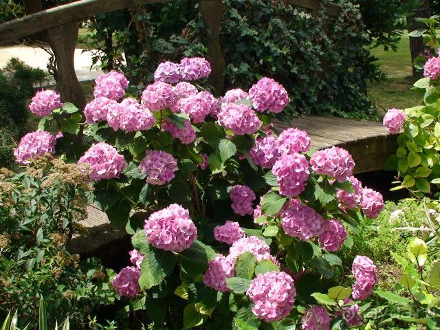 фото Best Micheleangelo