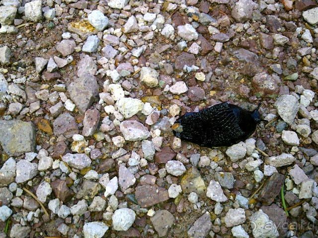 Из записной книжки - Тюрингия. Удивительный рецепт